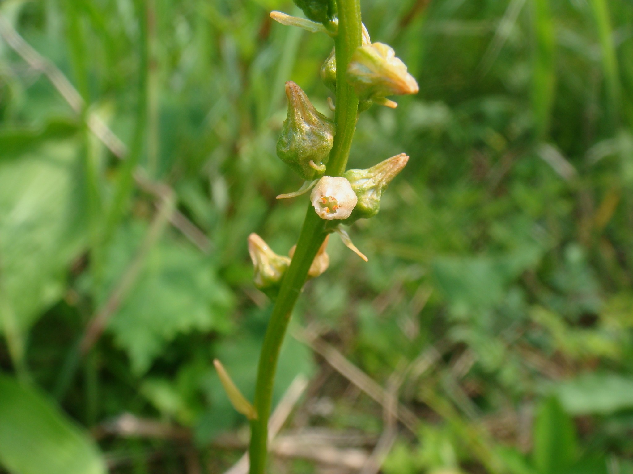 Aletris foliata (Maximowicz) Bureau & Franchet